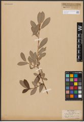 Foto von Salix aurita L. x Salix purpurea L.